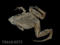 藏品(小雨蛙)的圖片